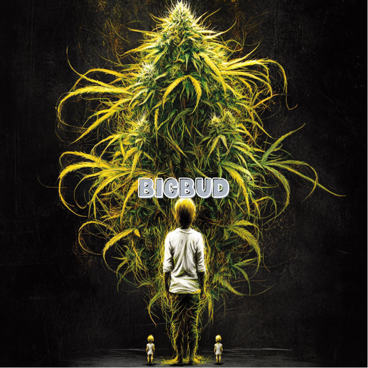 BigBud Samen