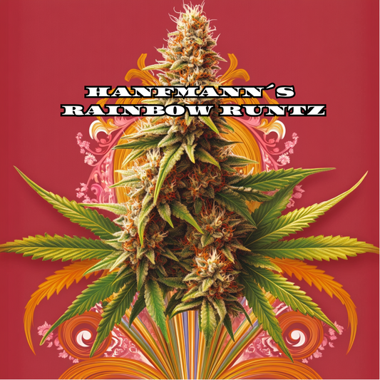 Rainbow Runtz Samen