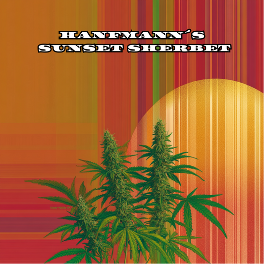 Sunset Sherbet Samen