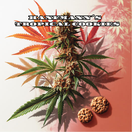 Tropical Cookies Samen